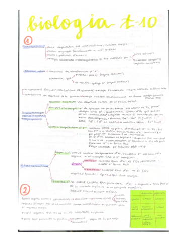 Catabolisme.pdf