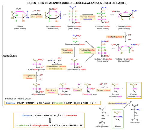 Rutas-metabolicas-I.pdf