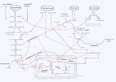 Rutas-metabolicas-II.pdf