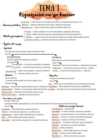 anatomia-1.pdf