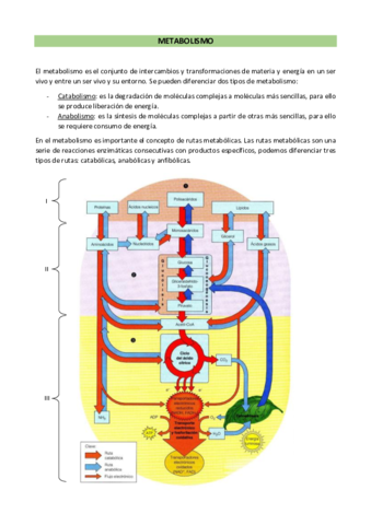 METABOLISMO-I-y-II.pdf