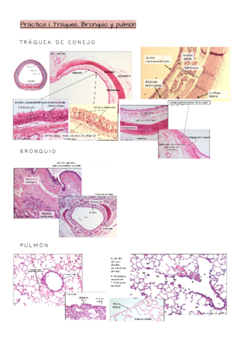 Practica-Respiratorio.pdf