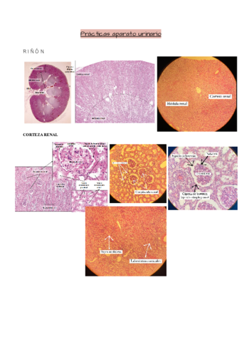 Practicas-urinario-.pdf