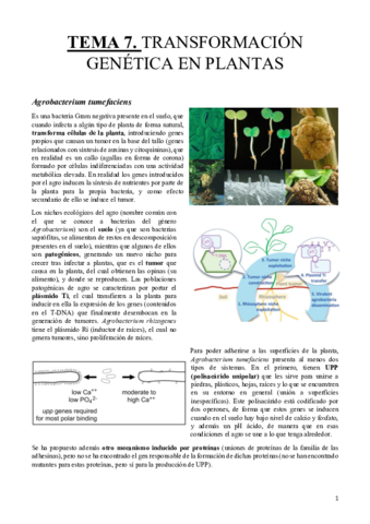 Tema-7-BVySH.pdf