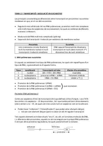 tema 17 transcripció en eucariotes.pdf