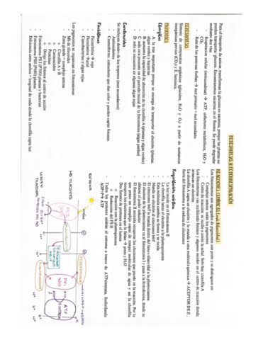 fotosintesis-y-fotorrespiracion.pdf
