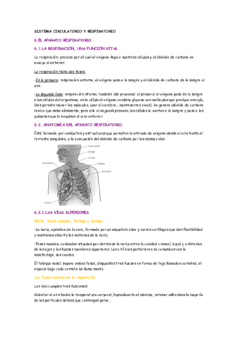 SISTEMA-RESPIRATORIOY-CIRCULATORIO-ANATOMOFISIOPATOLOGIA.pdf