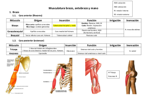 Musculatura-Brazo-antebrazo-y-mano.pdf