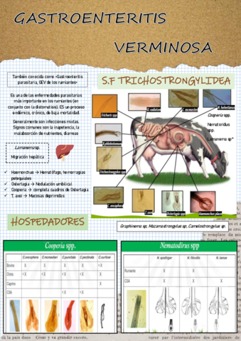 GASTROENTERITIS-VERMINOSA.pdf