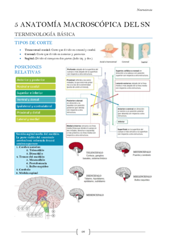 Neurociencia-Tema-5.pdf
