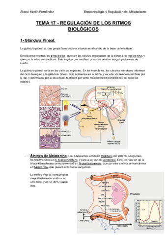 TEMA-17-REGULACION-DE-LOS-RITMOS-BIOLOGICOS.pdf