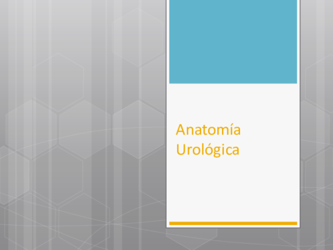 Anatomia-Urologica.pdf