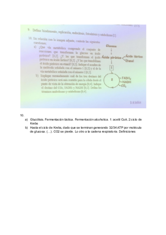 Actividades-metabolismo.pdf