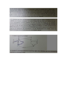 examen problemas genetica haba..pdf