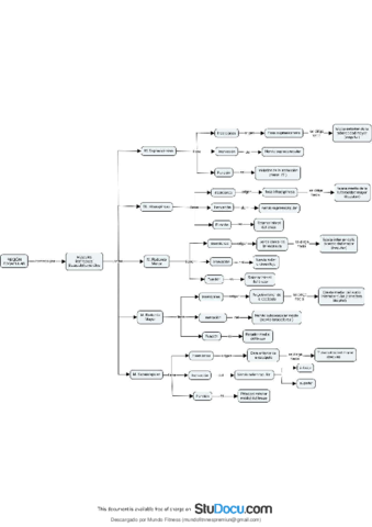 Anatomia-de-miembro-superior-Region-Escapular-Mapa-Mental.pdf