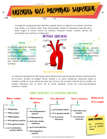 Arteria-Venas-Y-Nervios-DEL-Miembro-Superior-Apuntes.pdf
