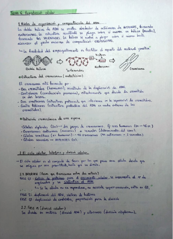 Reproducción celular.pdf