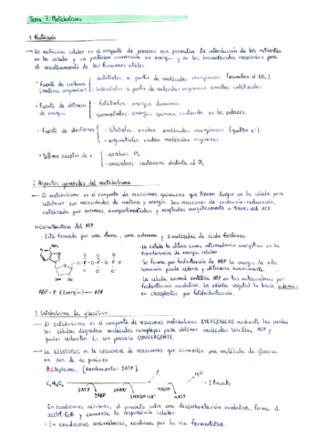 Metabolismo.pdf