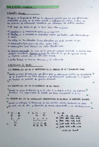 Genética mendeliana.pdf