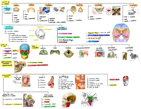 ESQUEMAS-ANATOMIA-.pdf