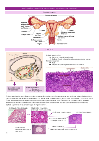 Tema-12histologia-y-fisiologia-del-aparato-reproductor-femenino.pdf