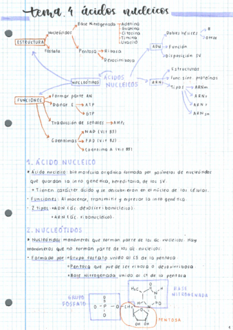 T4-Acidos-nucleicos.pdf