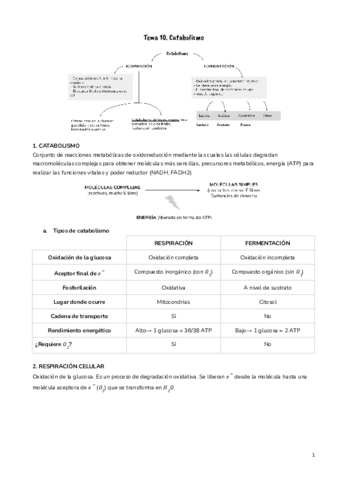 T10-Catabolismo.pdf