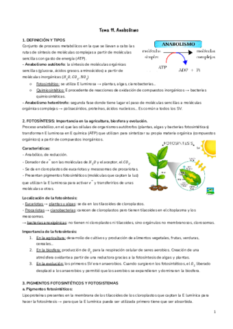 T11-Anabolismo.pdf