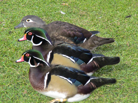Tres-patos.jpg