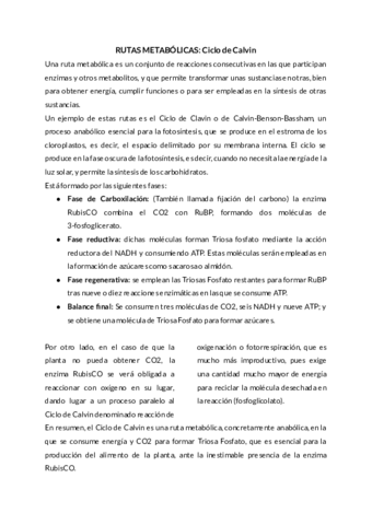 RUTAS-METABOLICAS-Ciclo-de-Calvin-1.pdf