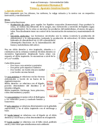 Tema-4-Aparato-genitourinario
