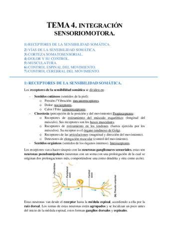 TEMA 4. Integración sensoriomotora..pdf