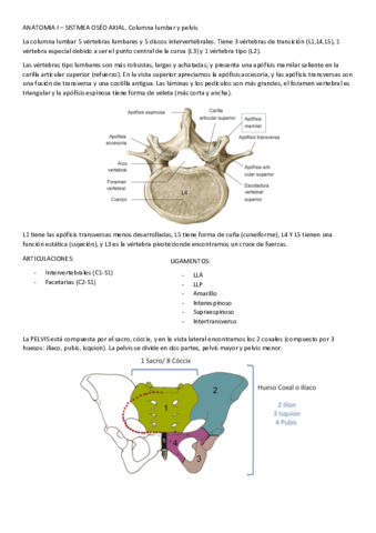 ANATOMIA-I-SISTMEA-OSEO-AXIAL.pdf