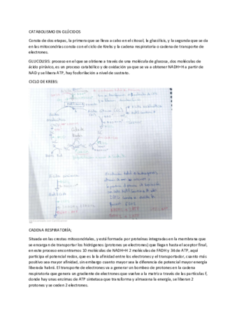 metabolismo.pdf