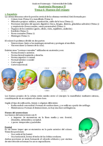 Tema-6-Huesos-del-craneo