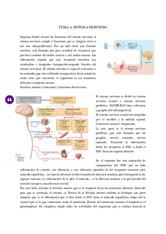 TEMA-4-NERVIOSO.pdf