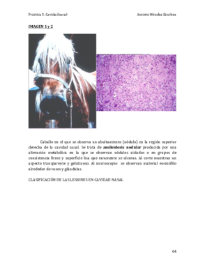Práctica 5. Cavidad nasal COMPLETA.pdf
