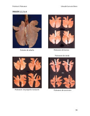 Práctica 6. Pulmones (Fotos 6 9 10 y 20-22).pdf