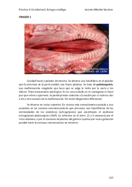 Práctica 8. Cavidad oral faringe y esófago (Foto 24).pdf