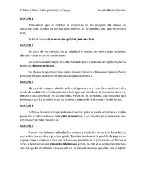 Práctica 9. Divertículos gásticos y estómago (Foto 1-16).pdf