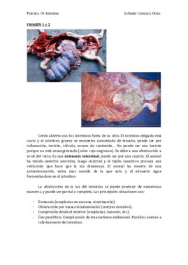 Práctica 10. Intestino (Foto 5).pdf