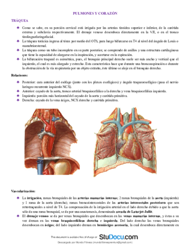 Morfologia-medica-Torax-pulmones-y-corazon.pdf