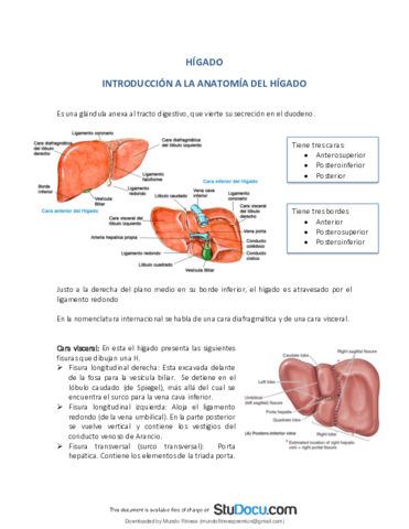 Anatomia-del-higado-Apuntes.pdf