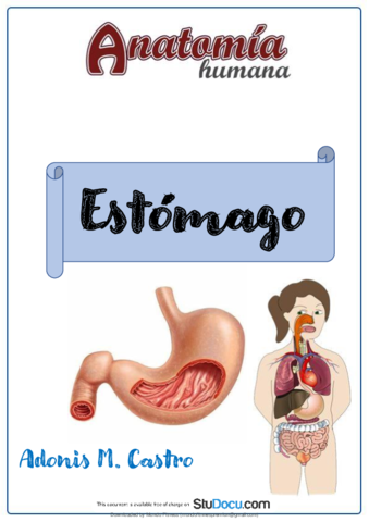 Anatomia-Del-Estomago.pdf