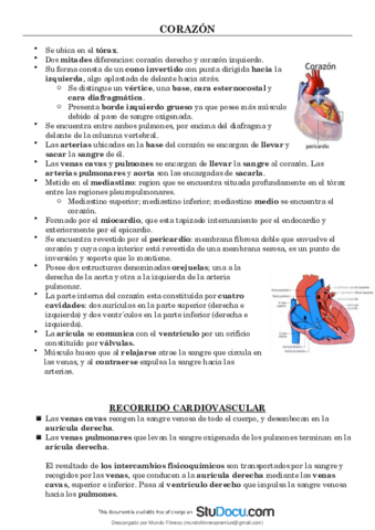 Anatomia-corazon.pdf