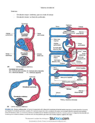 Sistema-circulatorio-y-linfatico-apuntes-morfologia.pdf