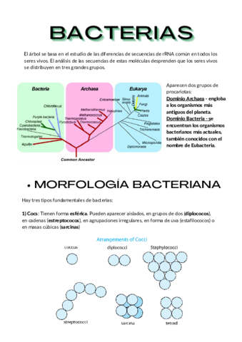 Bacteria.pdf