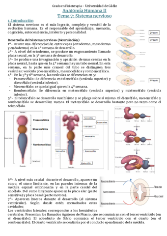 Tema-7-Sistema-nervioso