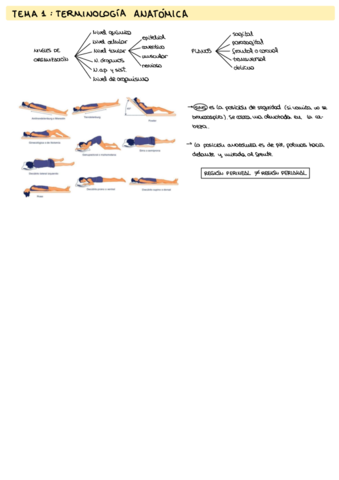 Resumenesesquemas-Anatomia-.pdf