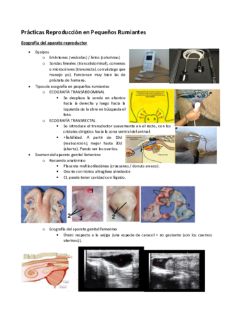 Practicas-Repro-Peq-Rum.pdf